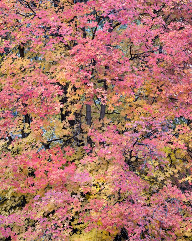 Pink and Yellow Maples